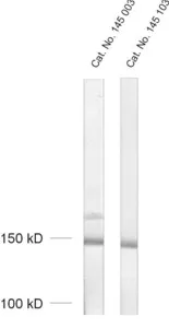 Synaptojanin1 Polyclonal rabbit purified antibody - image 1